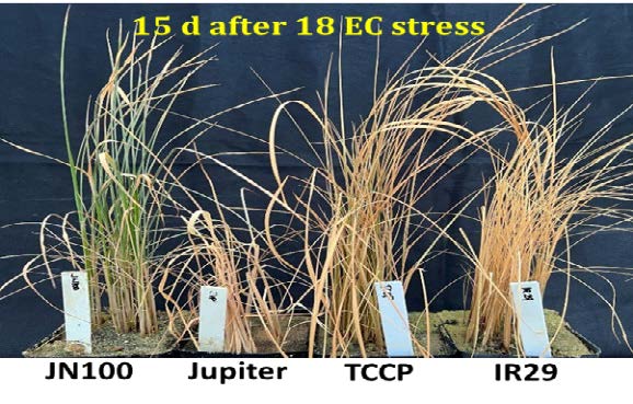 Salinity in rice.15 d after 18 EC stress. JN100, Jupiter, TCCP and IR29.